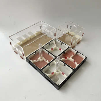אינסופי הרחבה של הנמלים לקן מישורי נמלה בקן אקריליק נמלה בקן הדפסת 3D נמלה בקן מחמד נמלים חרקים אספקה